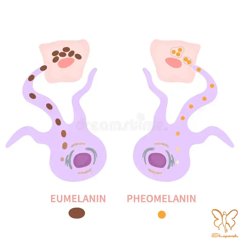 انواع ملانین دو رنگدانه اصلی مو در پالت طبیعت انواع ملانین دو رنگدانه اصلی مو در پالت طبیعت