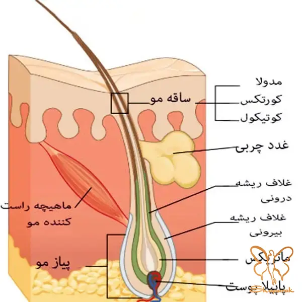 ساقه مو سه لایه محافظتی که می بینیم ساقه مو سه لایه محافظتی که می بینیم