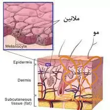 رشد مو Hair Growth چرخه رشد مو از فاز استراحت تا رویش مجدد رشد مو Hair Growth چرخه رشد مو از فاز استراحت تا رویش مجدد