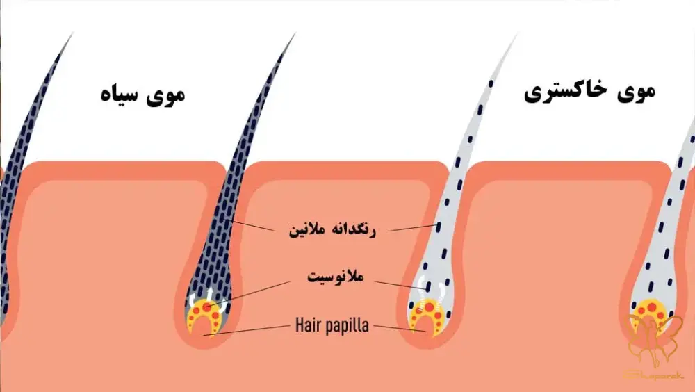 نقش رنگدانه ها در پیری و خاکستری شدن مو Graying نقش رنگدانه ها در پیری و خاکستری شدن مو Graying