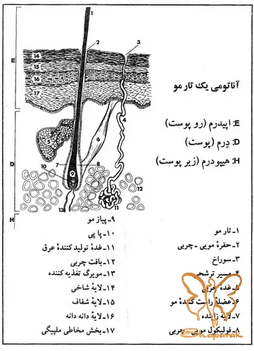 در کلینیک شاپرک مشهد&nbsp;با آناتومی مو بیشتر آشنا شوید&nbsp;
