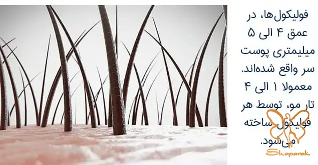 تعداد فولیکول های موی سر چقدر است