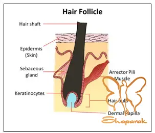 پستانک&nbsp; تقسیم سلولی مو