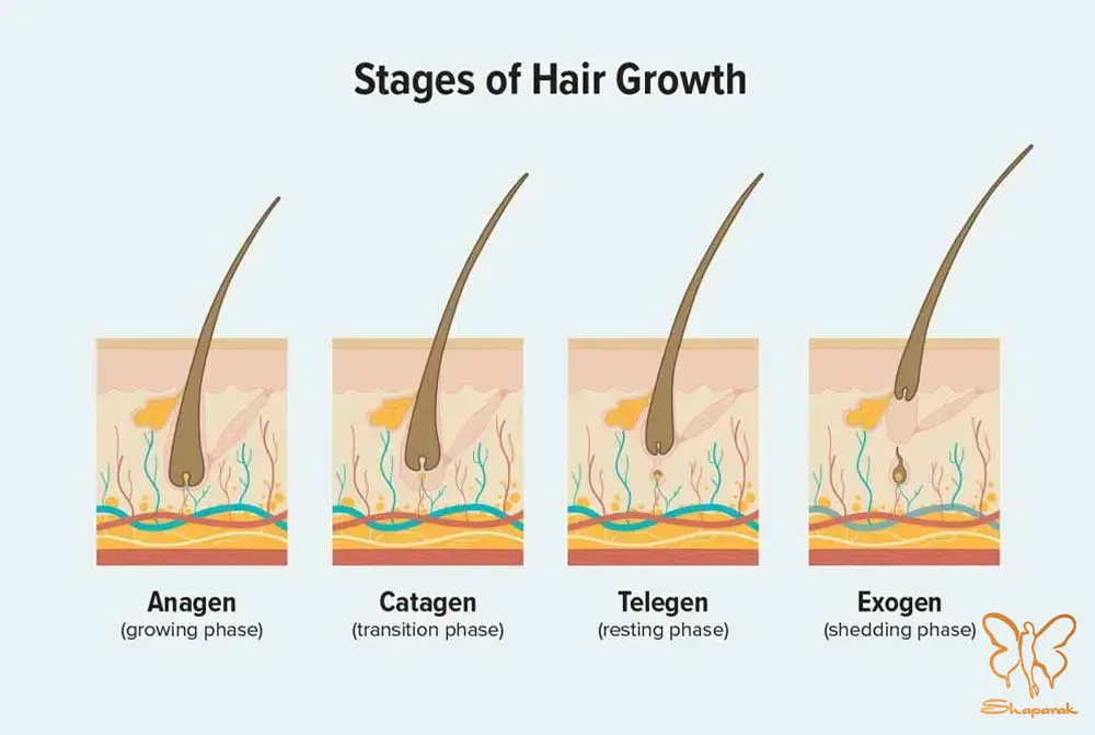 فاز استراحت تلوژن