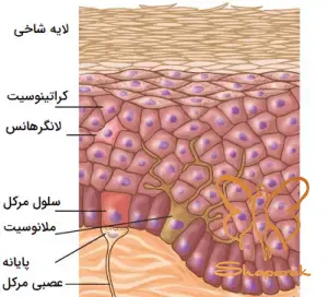  ملانین پوست