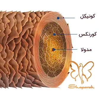 کوتیکول&nbsp; 