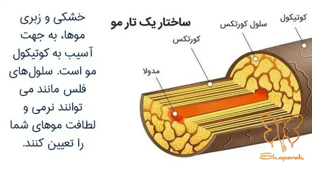 ساختار مو به چه صورت است