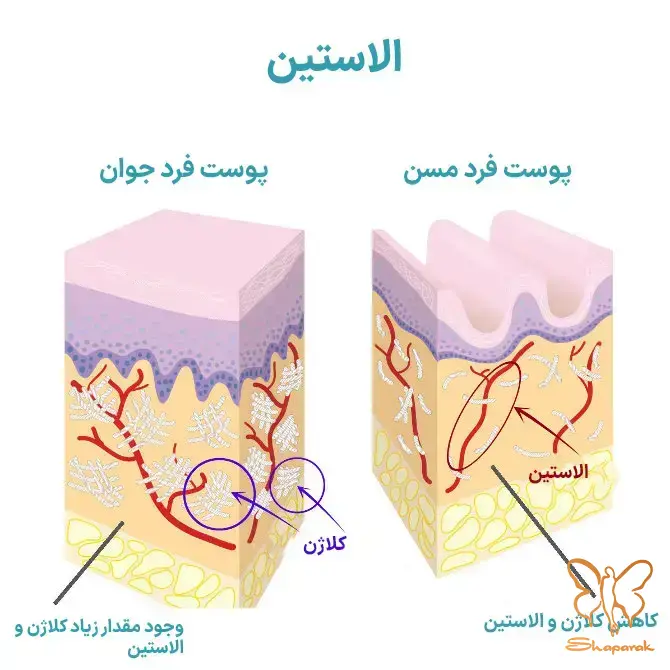 روند تولید کلاژن و الاستین در بدن از اوج تا افول