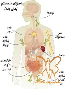 سیستم ایمنی بدن چیست و چگونه سلامت عمومی ما را تضمین می کند