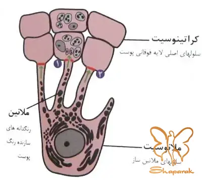  کلینیک تخصصی لیزر موهای زائد شاپرک طلایی&nbsp;مشهد