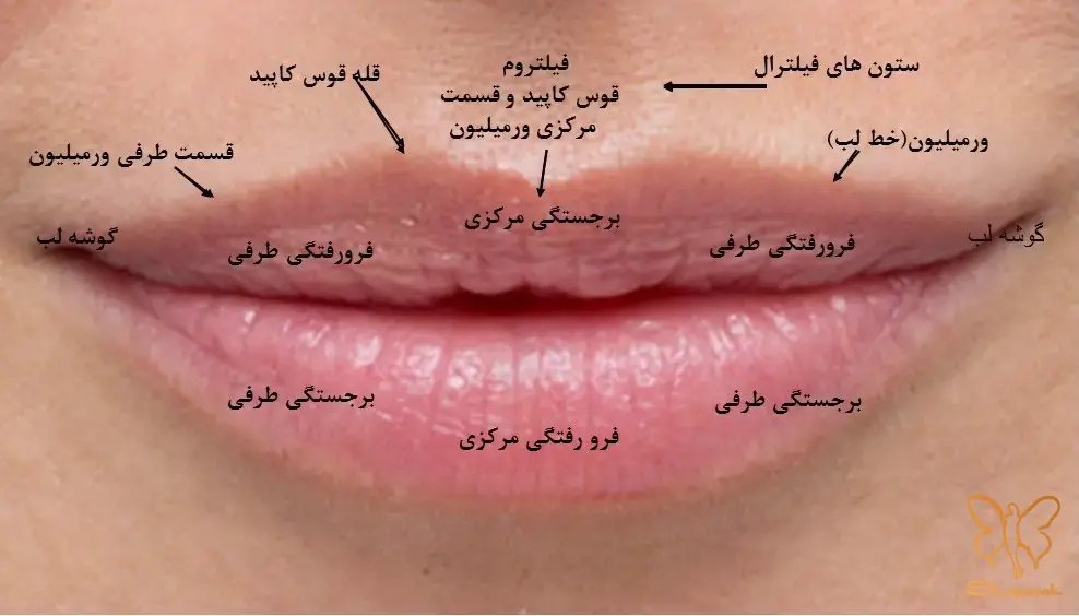 راز زیبایی لب ها سفری به اعماق بافت منحصربه فرد لب راز زیبایی لب ها سفری به اعماق بافت منحصربه فرد لب