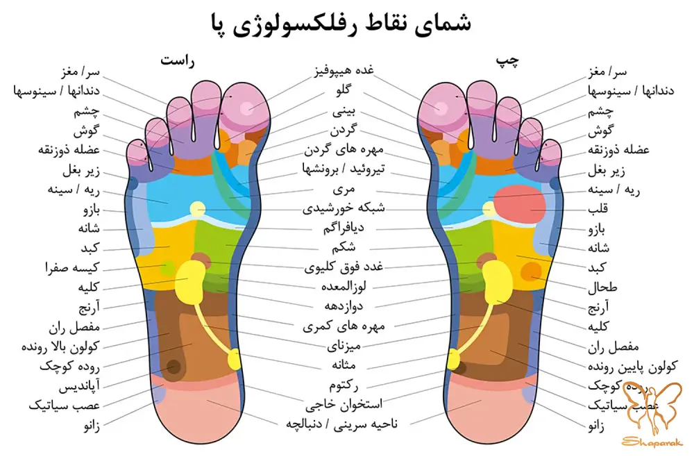 تراکم گیرنده های حسی در کف پا