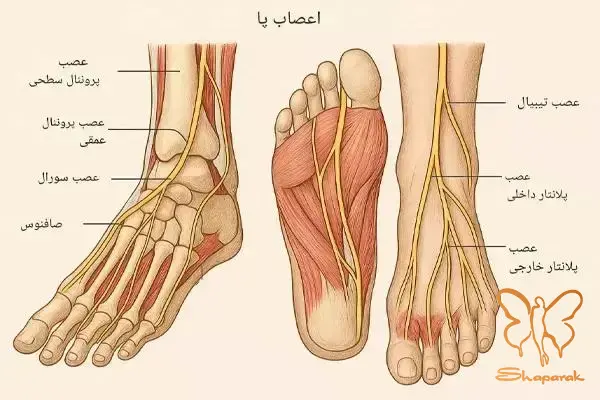 نقش سن و ژنتیک در تعریق پا