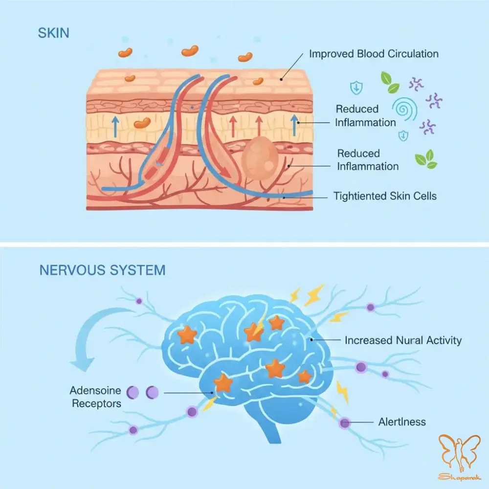 تاثیر بیولوژیکی کافئین بر پوست و اعصاب تاثیر بیولوژیکی کافئین بر پوست و اعصاب