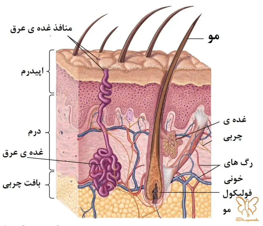  کلینیک تخصصی پوست و مو شاپرک طلایی مشهد