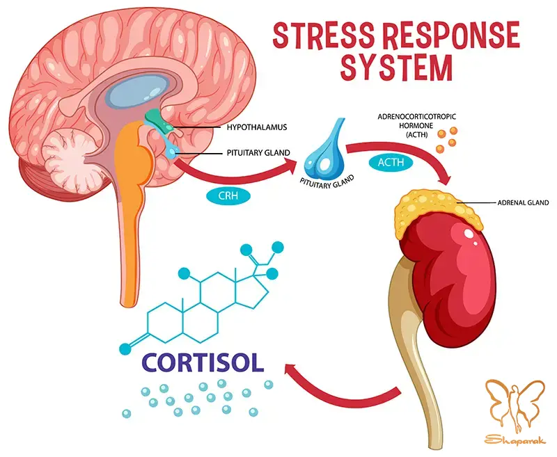 کورتیزول Cortisol کورتیزول Cortisol
