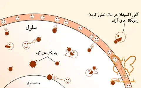 آنتیاکسیدان ها آنتیاکسیدان ها