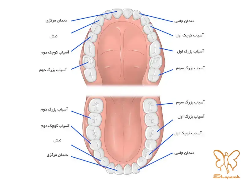 انواع دندان ها و جنس آن ها تفاوتی در ساختار نه در جنس انواع دندان ها و جنس آن ها تفاوتی در ساختار نه در جنس