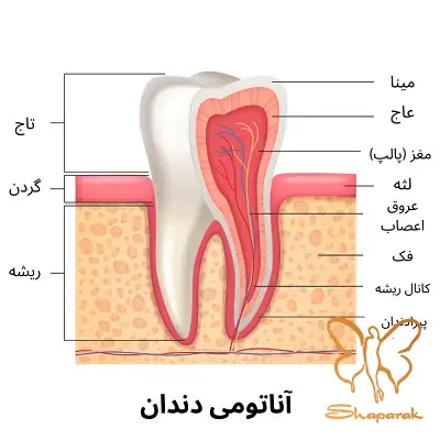 ساختار دندان چیست نگاهی به ساختار و اهمیت این عضو حیاتی ساختار دندان چیست نگاهی به ساختار و اهمیت این عضو حیاتی