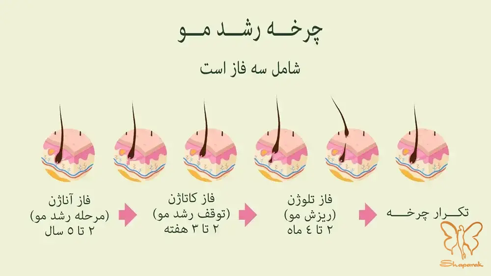 چرخه رشد مو چگونه است و چه عواملی بر آن تأثیر می گذارند