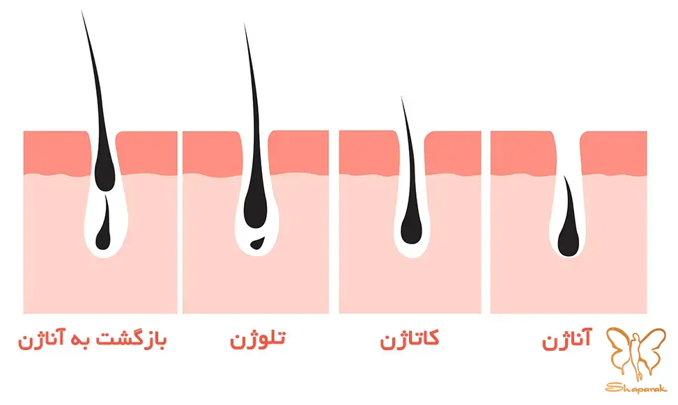 کلینیک تخصصی پوست و مو شاپرک طلایی مشهد
