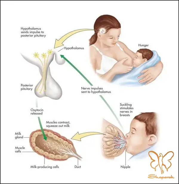 لیزر موهای زائد در مشهد اختلالات هورمونی شیردهی