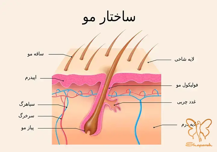 ساقه مو آشنایی با لایه های محافظتی