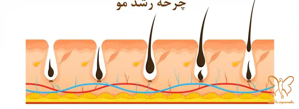 مرحله چهارم فاز اگزوژن مرحله ریزش مو