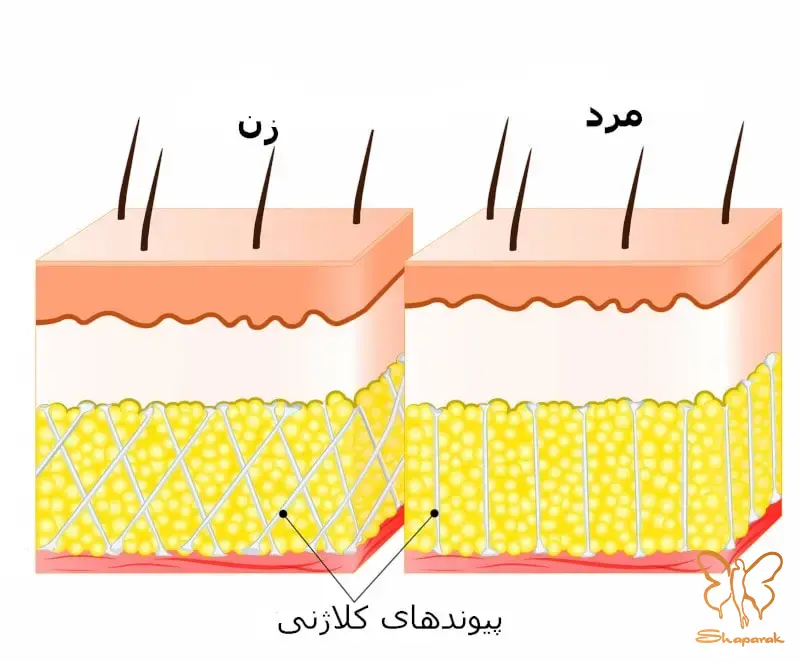 تولید کلاژن و الاستین