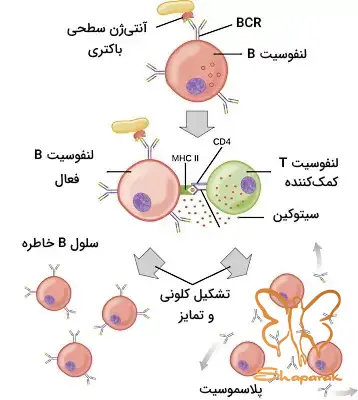 تضعیف سیستم ایمنی اختلال در جذب مواد مغذی و آب تضعیف سیستم ایمنی اختلال در جذب مواد مغذی و آب