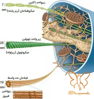 کلینیک تخصصی لیزر موهای زائد شاپرک طلایی مشهد کلینیک تخصصی لیزر موهای زائد شاپرک طلایی مشهد