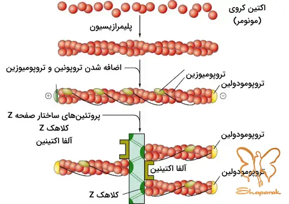مزوتراپی مو مزوتراپی مو