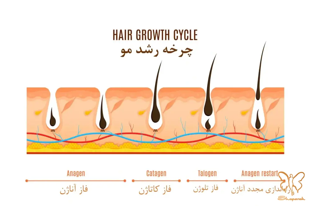 چرخه رشد مو چرخه رشد مو