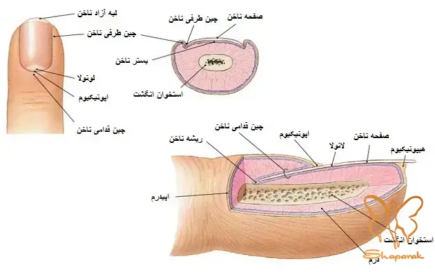 ساختار اتصال ناخن به انگشتان به چه صورت است ساختار اتصال ناخن به انگشتان به چه صورت است