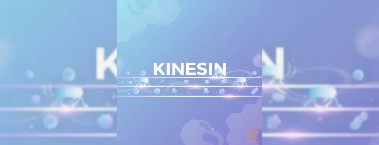کاینزین (Kinesin) : موتور محرک زیبایی و نقش آن در درمان‌ های کلینیک شاپرک مشهد