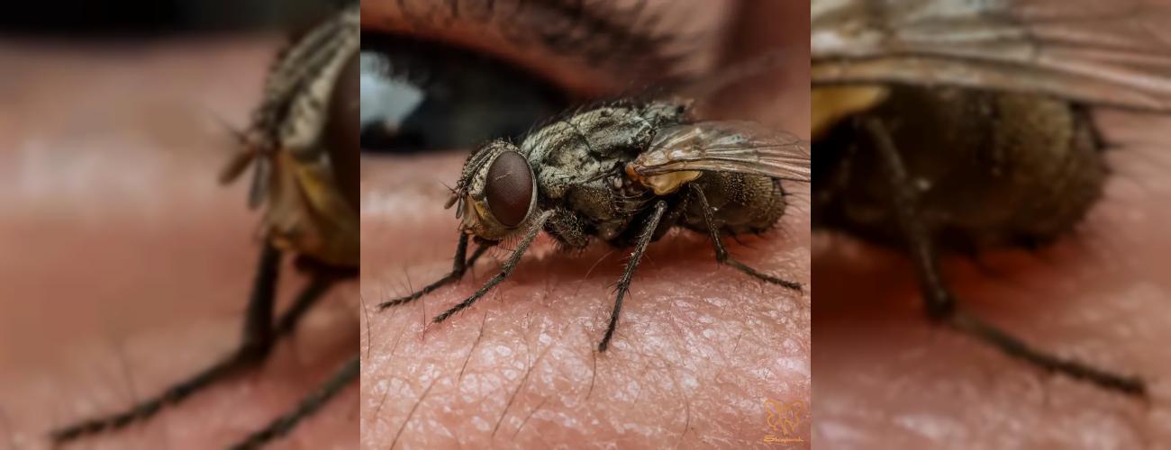 فراتر از یک مزاحمت ساده: خطرات پنهان نشستن مگس روی پوست صورت شما