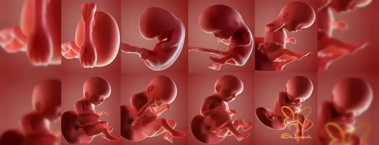 ممنوعیت های خدمات زیبایی برای خانم های باردار در کلینیک شاپرک مشهد 