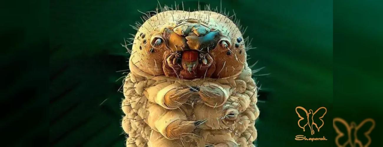 دمودکس چیست؟ آیا این مایت میکروسکوپی علت جوش و خارش پوست شماست؟