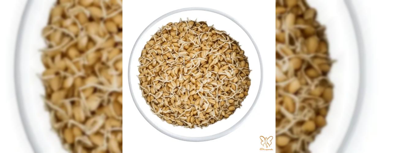خواص شگفت‌انگیز جوانه گندم برای رفع آکنه و چروک| راهنمای کلینیک شاپرک طلایی