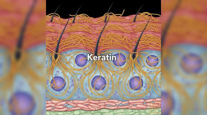 چگونه بدن کراتین می‌ سازد؟ راهنمای کامل تقویت مو و درمان پوست مرغی