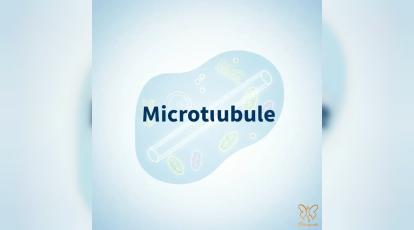 میکروتوبول: شاهراه حمل و نقل سلولی که سلامت مو و پوست شما به آن وابسته است! 