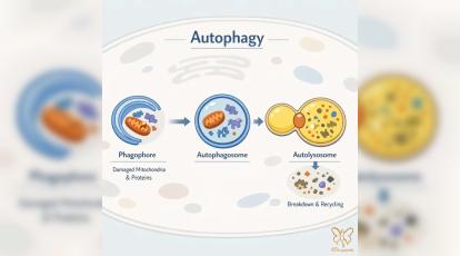  پیری پوست: چگونه دکمه بازیافت سلول‌ ها یا همان پدیده اتوفاژی را روشن کنیم؟