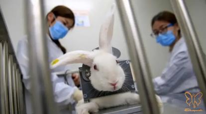 لوازم آرایش و پیری پوست: از تست حیوانی تا روتین گیاهی