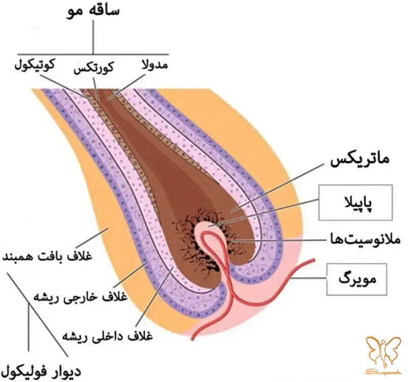 غلاف ریشه مو در فولیکول مو غلاف ریشه مو در فولیکول مو