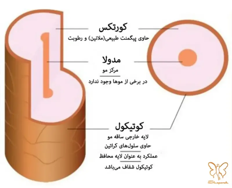 کمپلکس غشا سلولی کمپلکس غشا سلولی