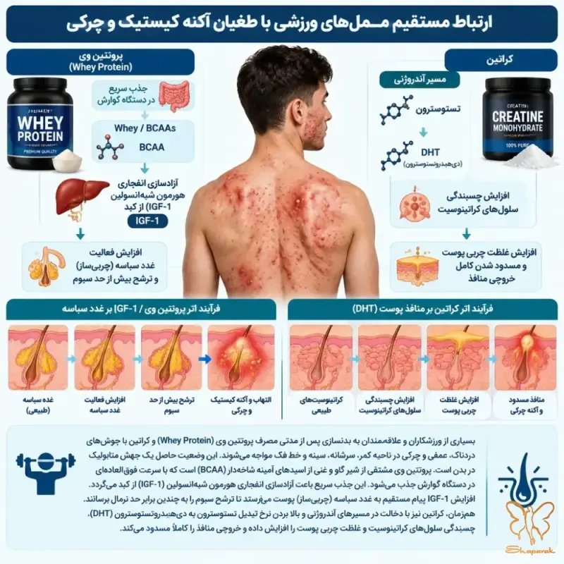 مسیر سیگنالدهی mTORC1 و تکثیر باکتریهای بیهوازی پوست